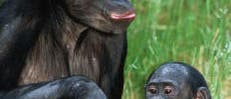 Bonobo Bonobo