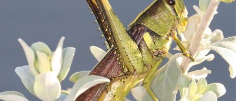 <i>Schistocerca gregaria</i> <i>Schistocerca gregaria</i>