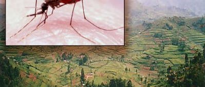Malaria-Mücken auf dem Vormarsch Malaria-Mücken auf dem Vormarsch