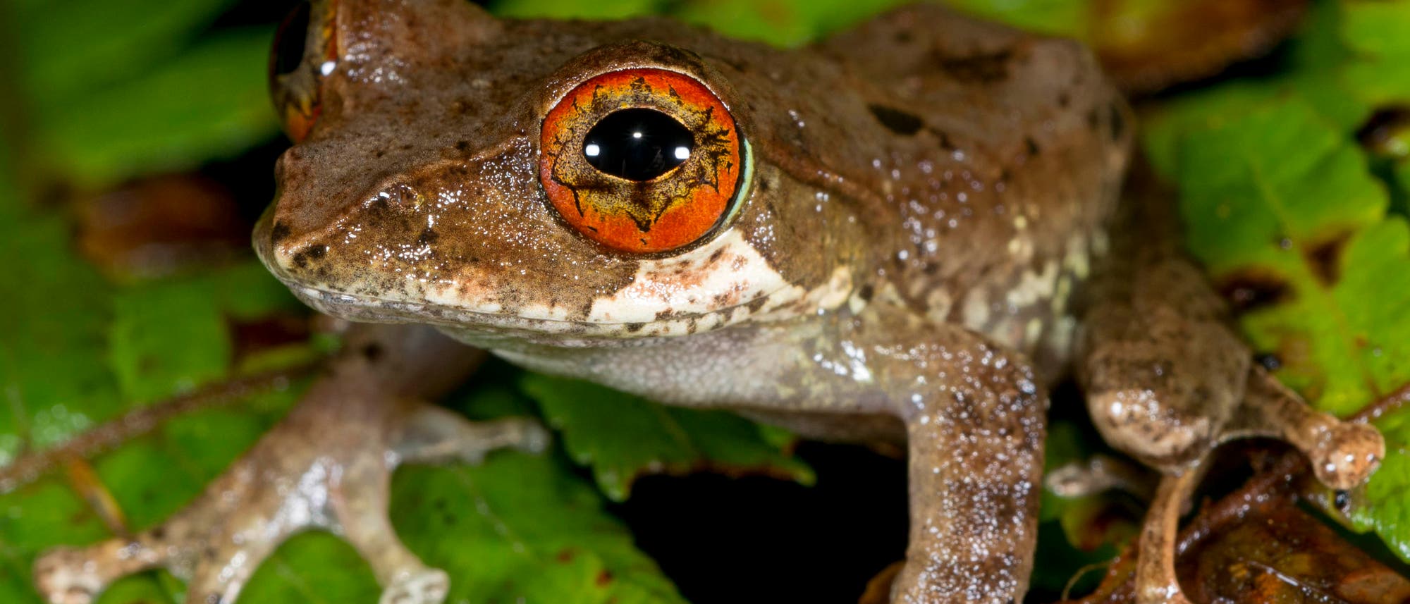 Baumfrosch aus Madagaskar Baumfrosch aus Madagaskar