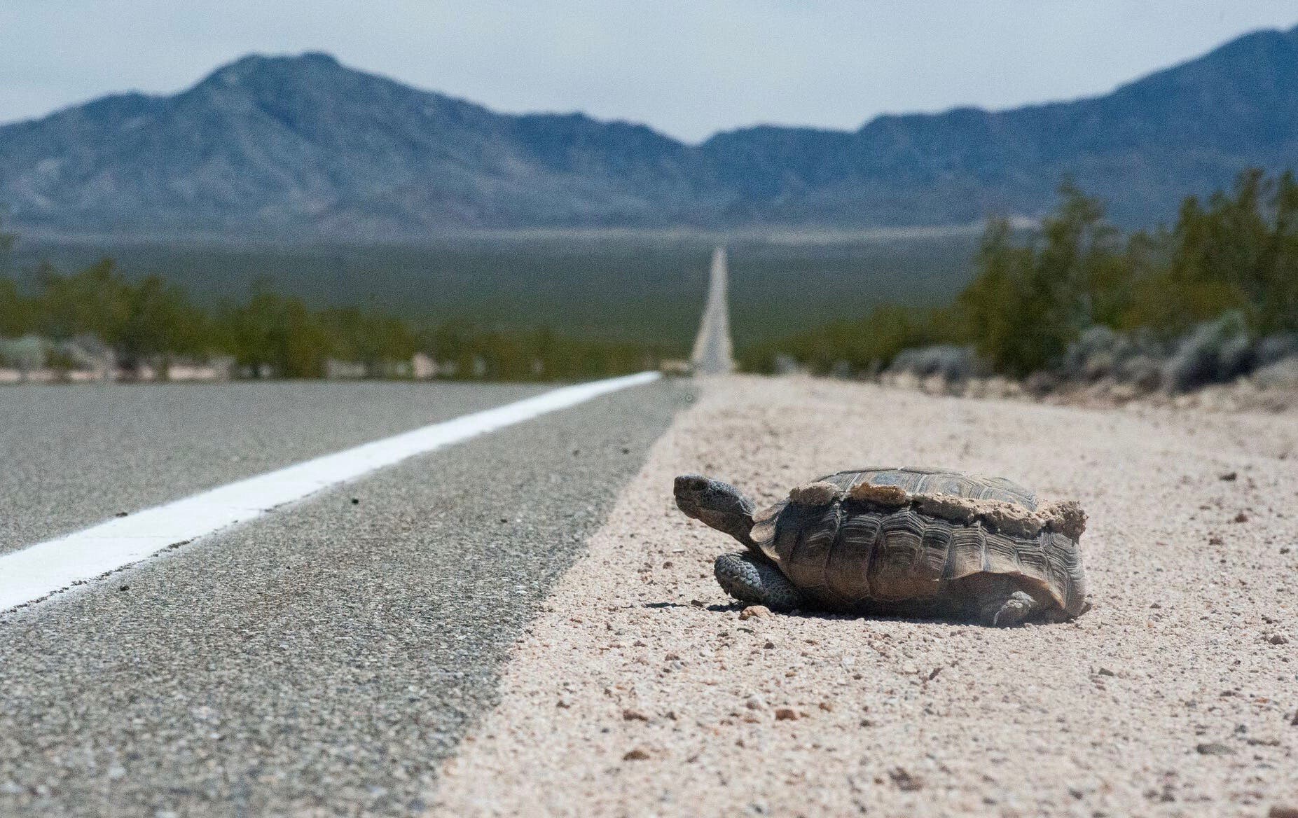 Kalifornische Gopherschildkröte am Straßenrand Kalifornische Gopherschildkröte am Straßenrand