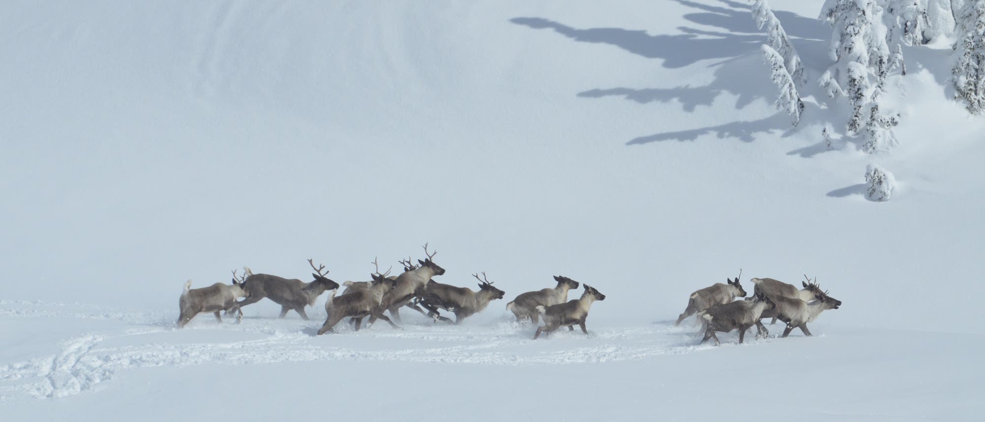 Karibuherde in Kanada Karibuherde in Kanada