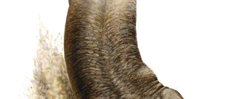 <i>Tiktaalik roseae</i> <i>Tiktaalik roseae</i>