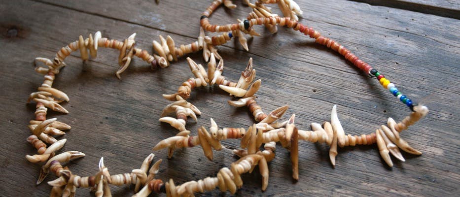 Kette aus Flughundzähnen Kette aus Flughundzähnen