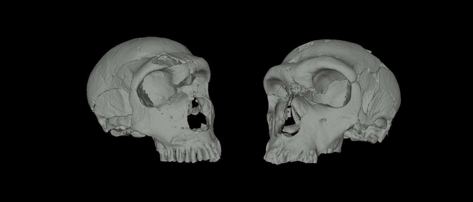 Neandertalerschädel Neandertalerschädel