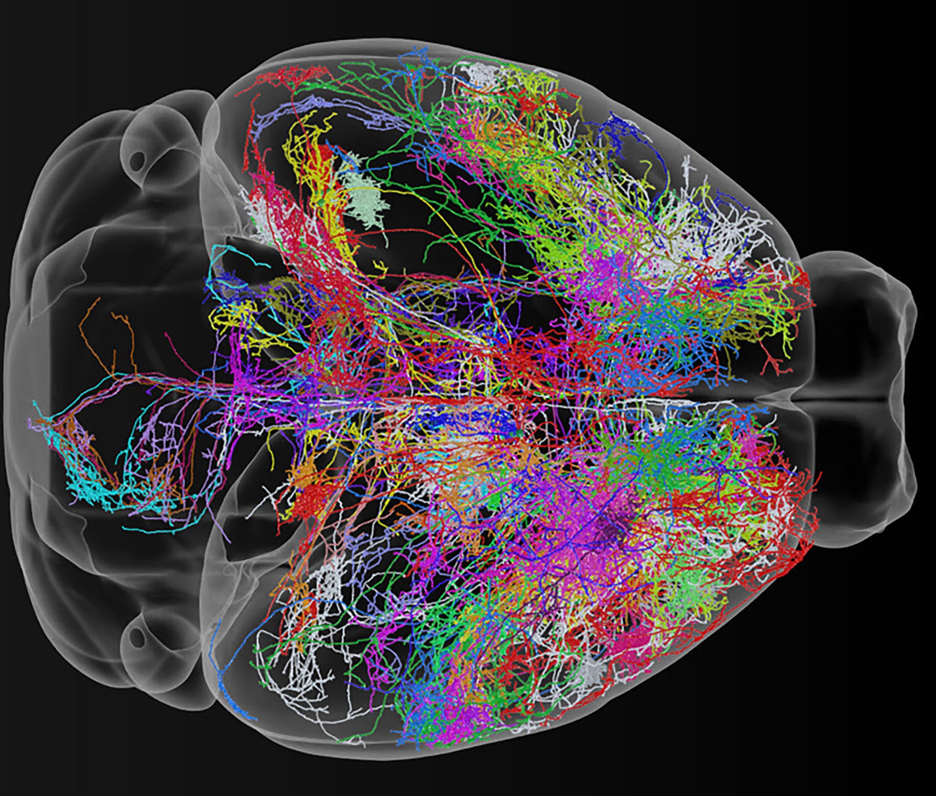Neurone im Maushirn Neurone im Maushirn
