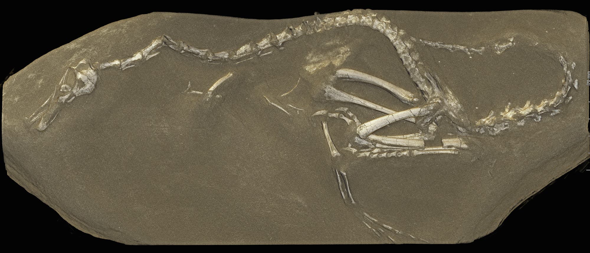 Fossil von Halszkaraptor escuilliei Fossil von Halszkaraptor escuilliei