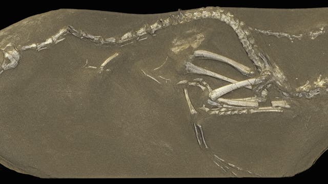 Fossil von Halszkaraptor escuilliei