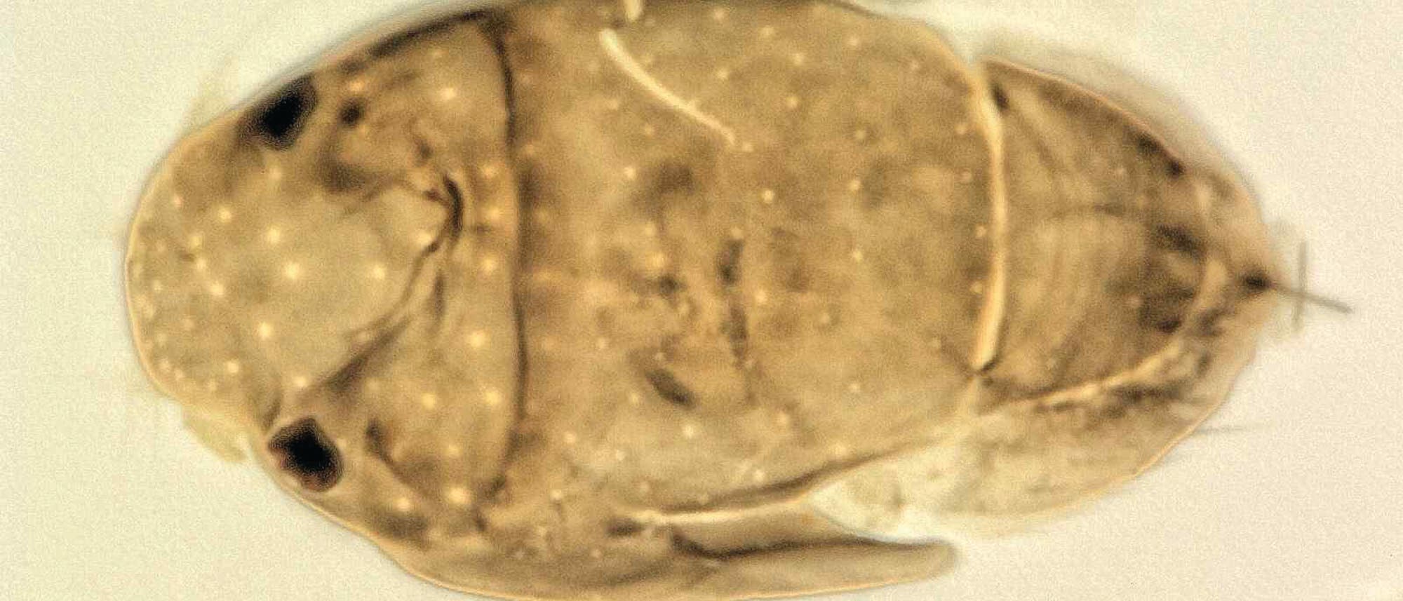 Megapropodiphora arnoldi, die kleinste Fliege der Erde Megapropodiphora arnoldi, die kleinste Fliege der Erde
