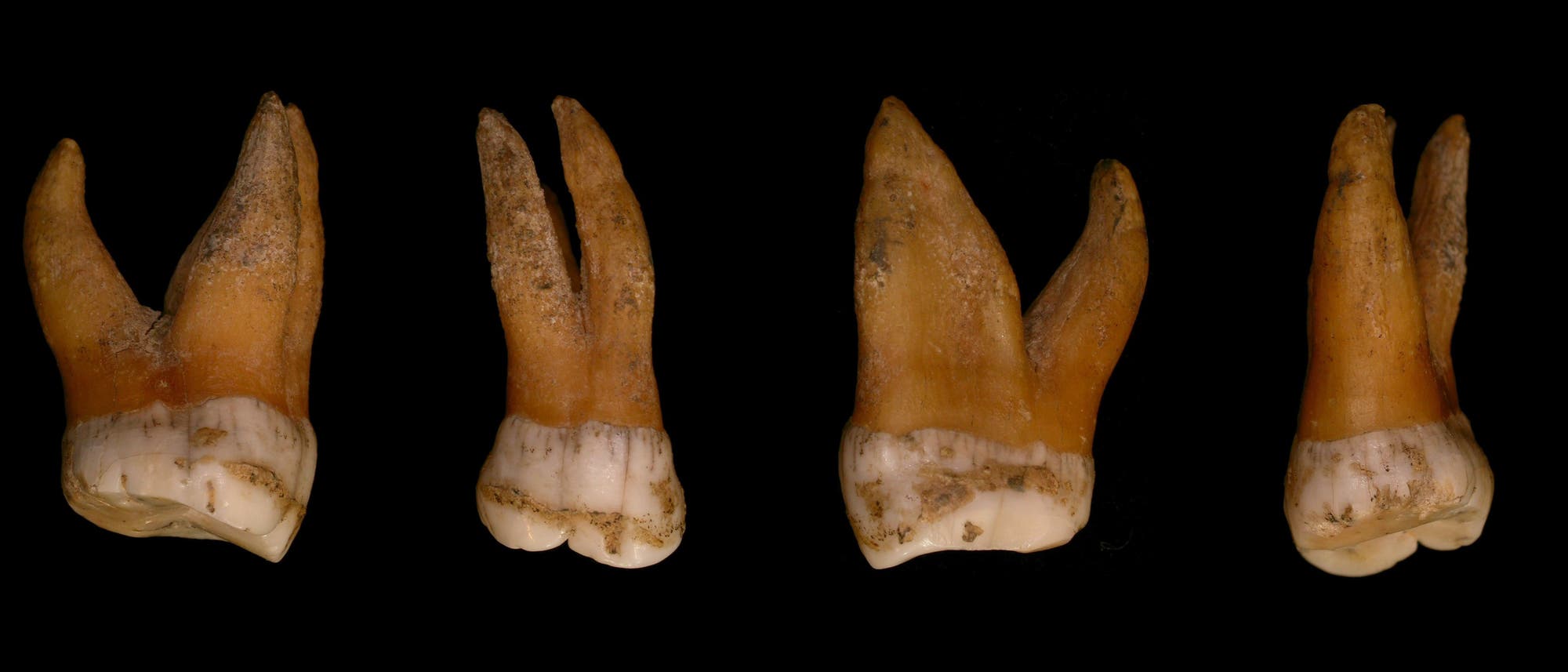 Neandertaler-Zähne Neandertaler-Zähne