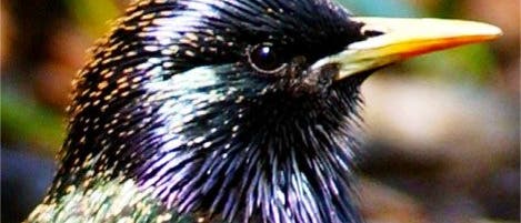 Sturnus vulgaris Sturnus vulgaris