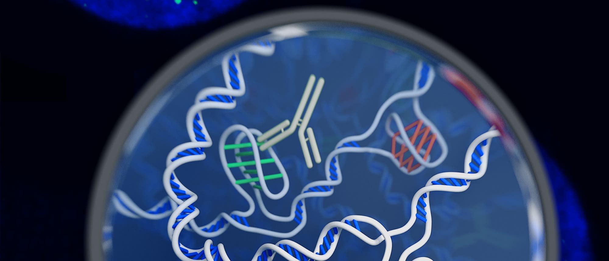 DNA-Schleifen mit i-Motiv DNA-Schleifen mit i-Motiv