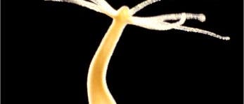 Antibakerielle <i>Hydra</i> Antibakerielle <i>Hydra</i>
