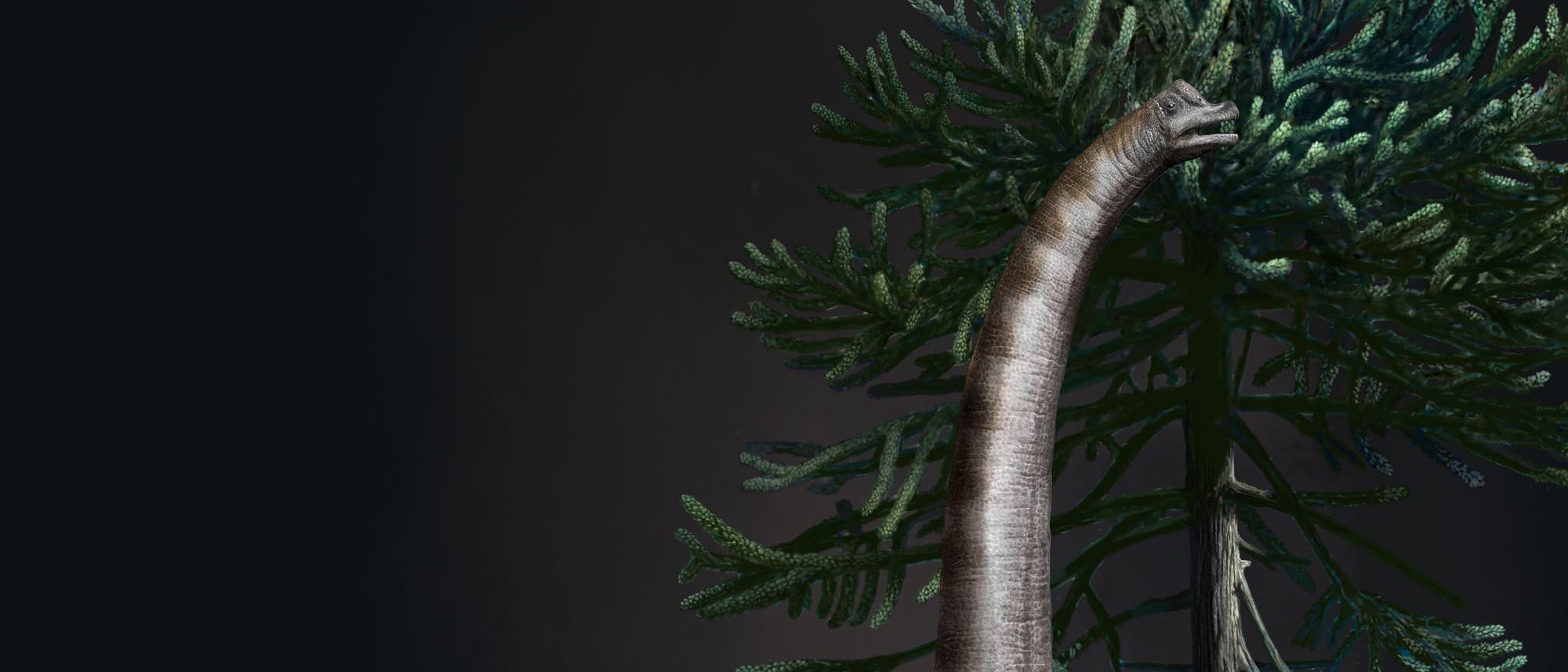 Der langhalsige Brachiosaurus beim Knabbern an einer Konifere (Illustration) Der langhalsige Brachiosaurus beim Knabbern an einer Konifere (Illustration)