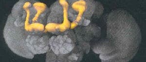 Pilzkörper (gelb) im Taufliegenhirn Pilzkörper (gelb) im Taufliegenhirn