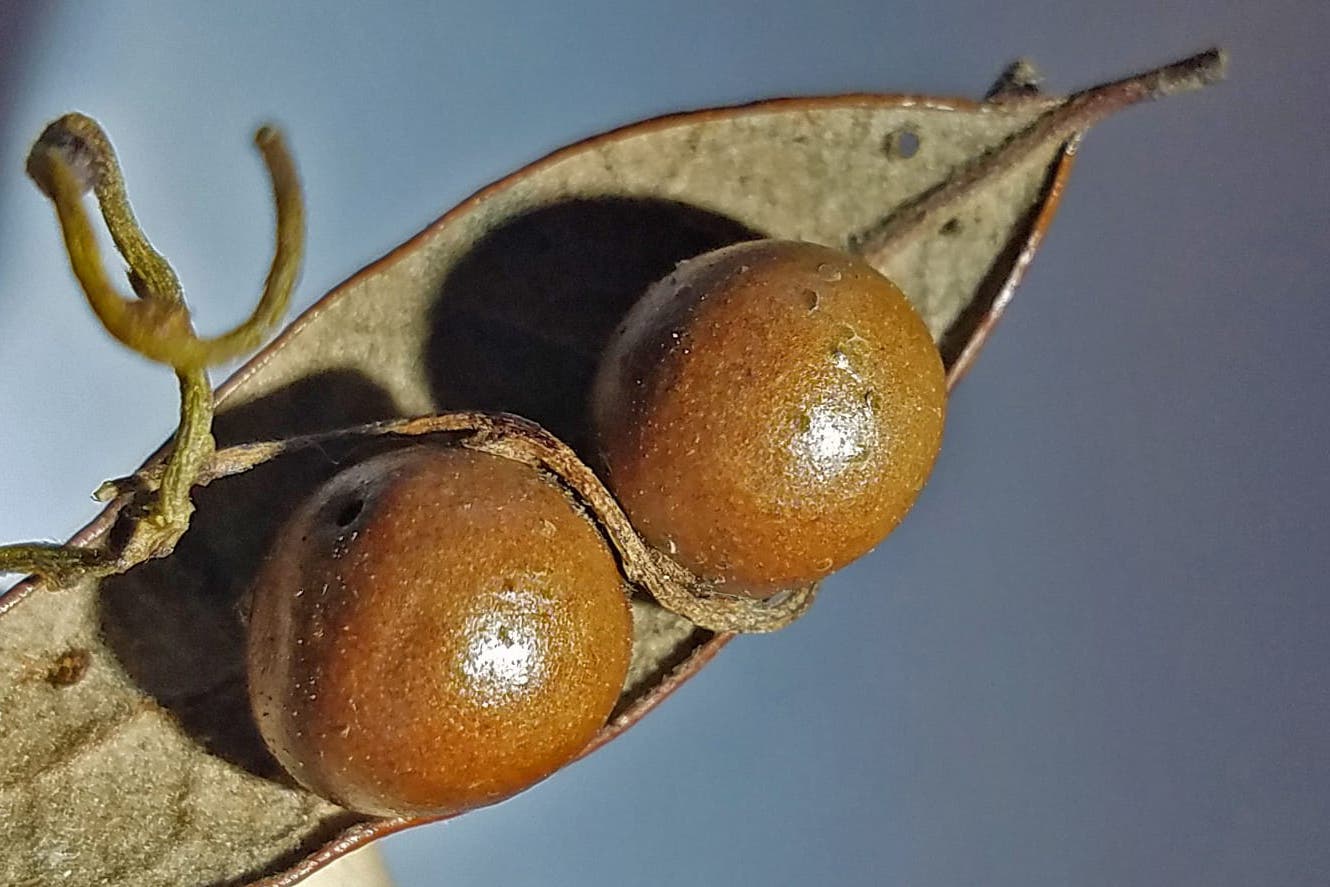 Zwei Galläpfel mit einer Ranke Zwei Galläpfel mit einer Ranke
