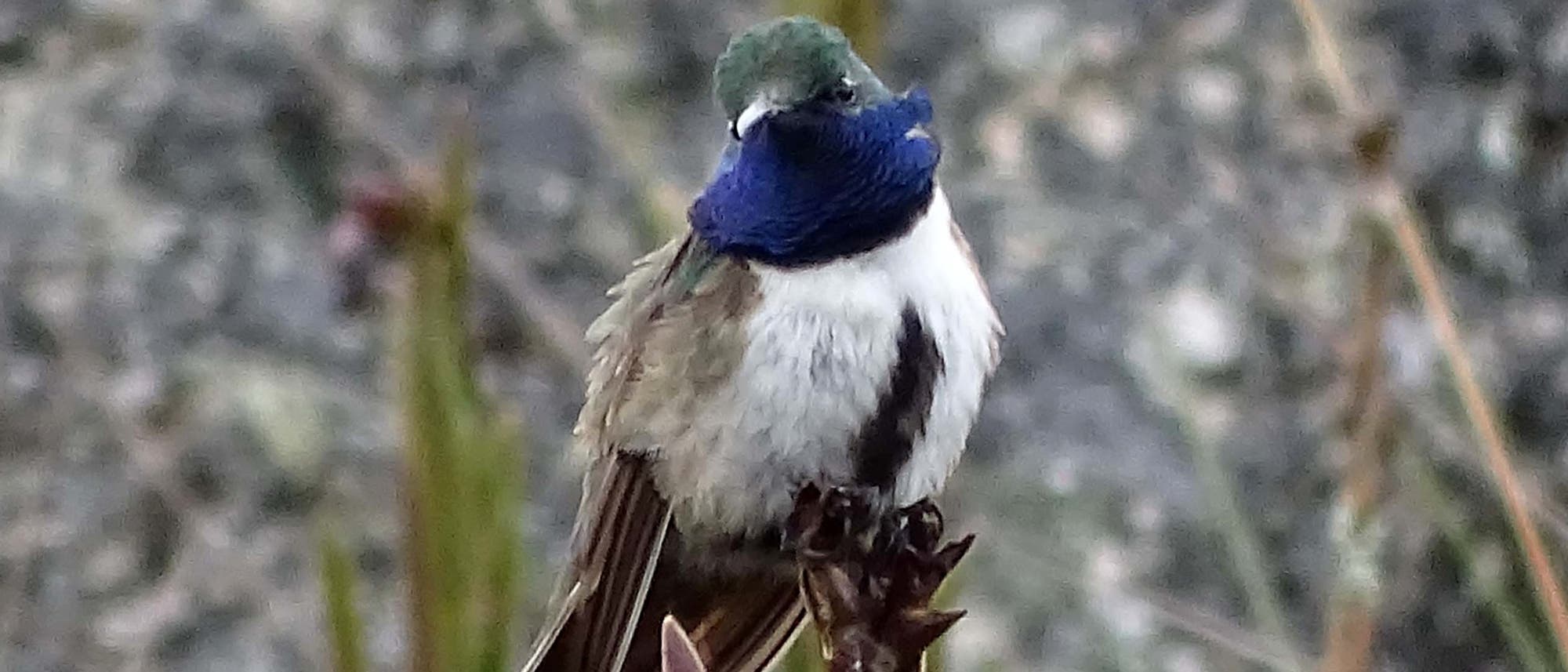 Blaukehl-Andenkolibri Blaukehl-Andenkolibri