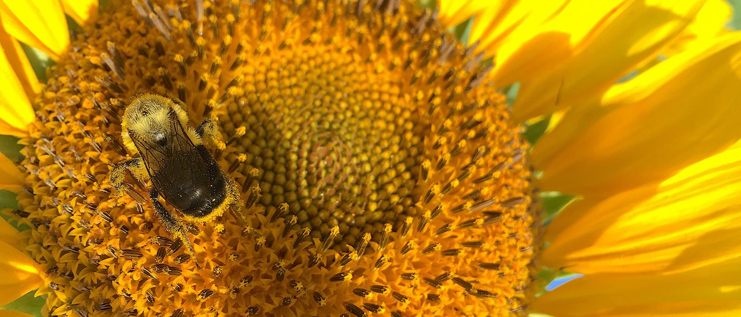 Eine Biene labt sich an einer Sonnenblume Eine Biene labt sich an einer Sonnenblume