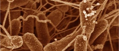 Der Metallatmer <i>Shewanella oneidensis</i> ist gut leitend vernetzt Der Metallatmer <i>Shewanella oneidensis</i> ist gut leitend vernetzt