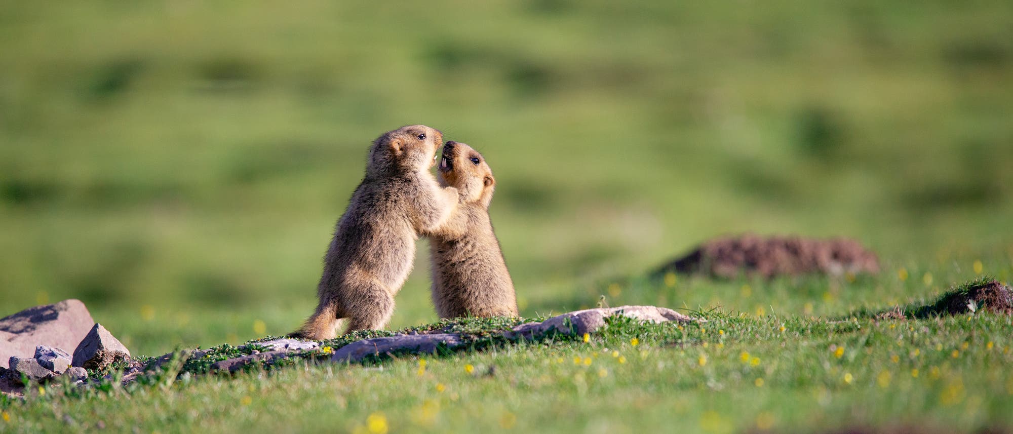 Zwei Murmeltiere im Himalaya Zwei Murmeltiere im Himalaya