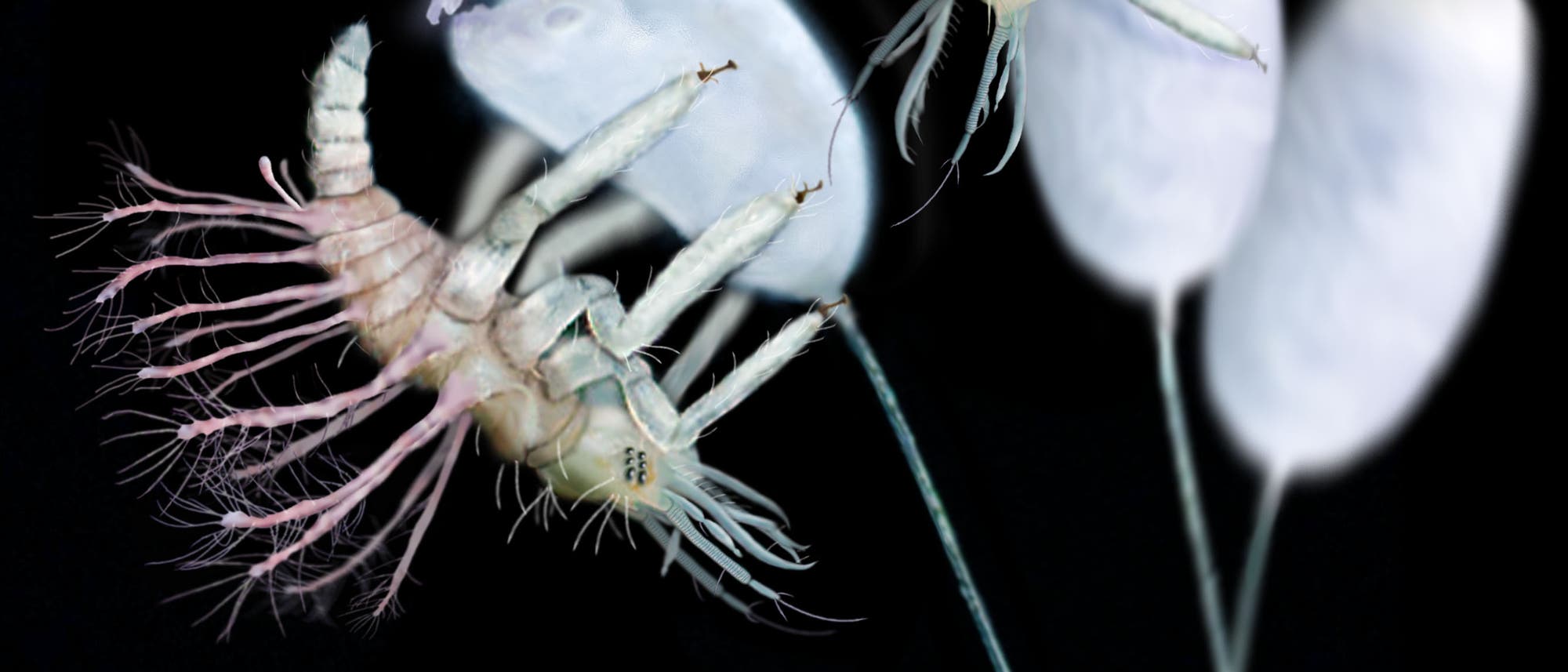 Rekonstruktion von uralten Florfliegen Rekonstruktion von uralten Florfliegen
