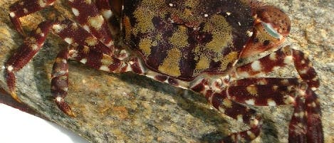 Hemigrapsus sanguineus Hemigrapsus sanguineus
