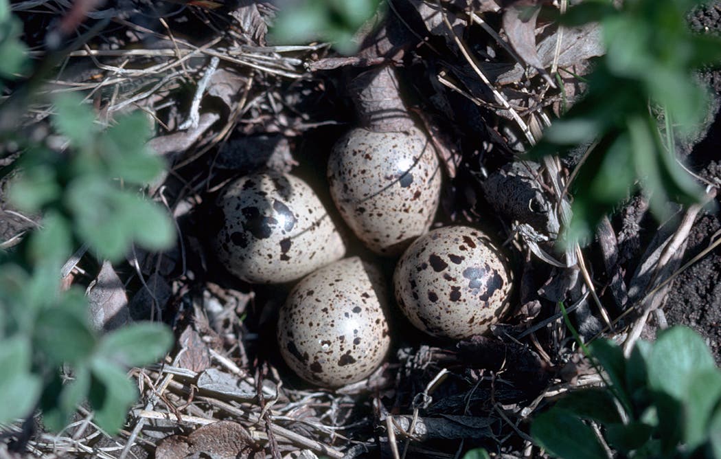 Eier des Baird-Strandläufers im Nest
