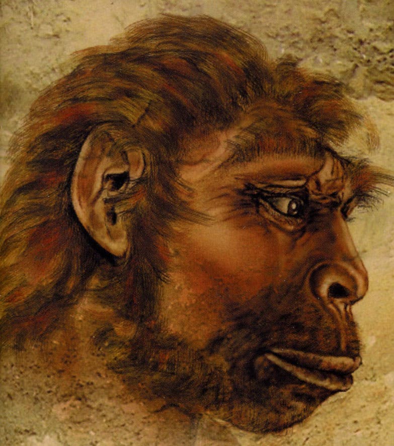 Rekonstruktion des <i>Homo heidelbergensis</i>
