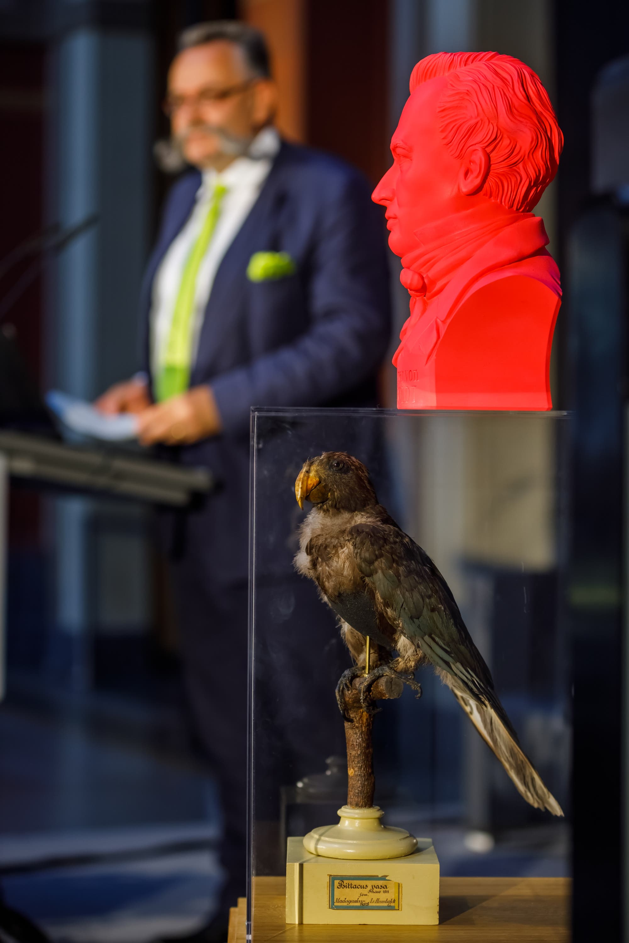Humboldts Papagei nimmt an wichtigen Anlässen teil