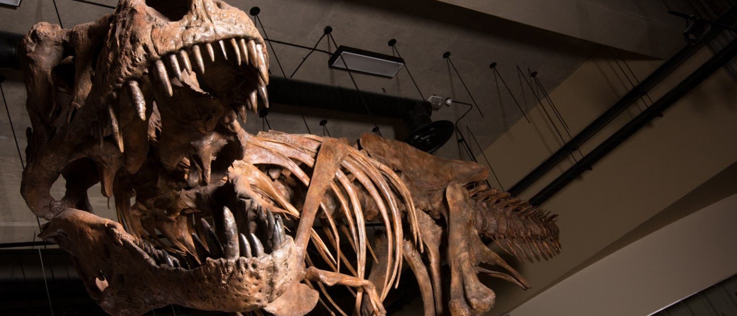 Scotty - der T. rex Scotty - der T. rex