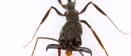 <i>Odontomachus bauri</i> <i>Odontomachus bauri</i>