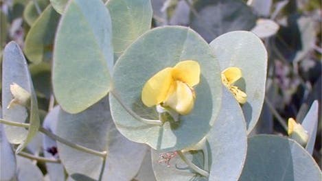 <i>Baptisia perfoliata</i>