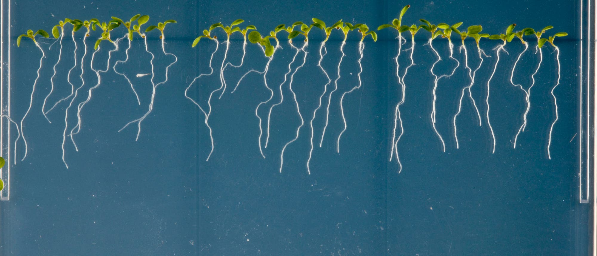 Arabidopsis thaliana Pflänzchen mit Wurzeln in durchsichtiger Nährlösung Arabidopsis thaliana Pflänzchen mit Wurzeln in durchsichtiger Nährlösung