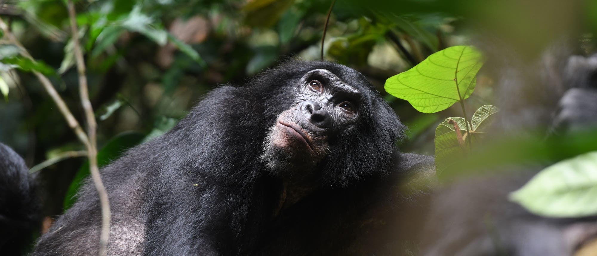 Männlicher, erwachsener Bonobo im Reservat