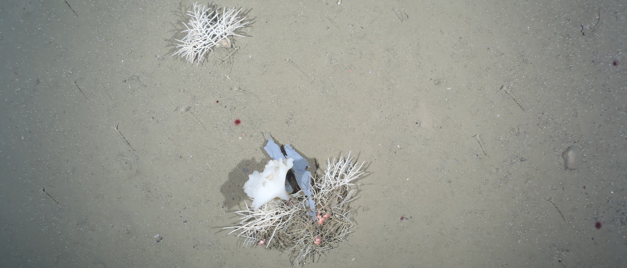 Plastikmüll auf dem Meeresgrund Plastikmüll auf dem Meeresgrund