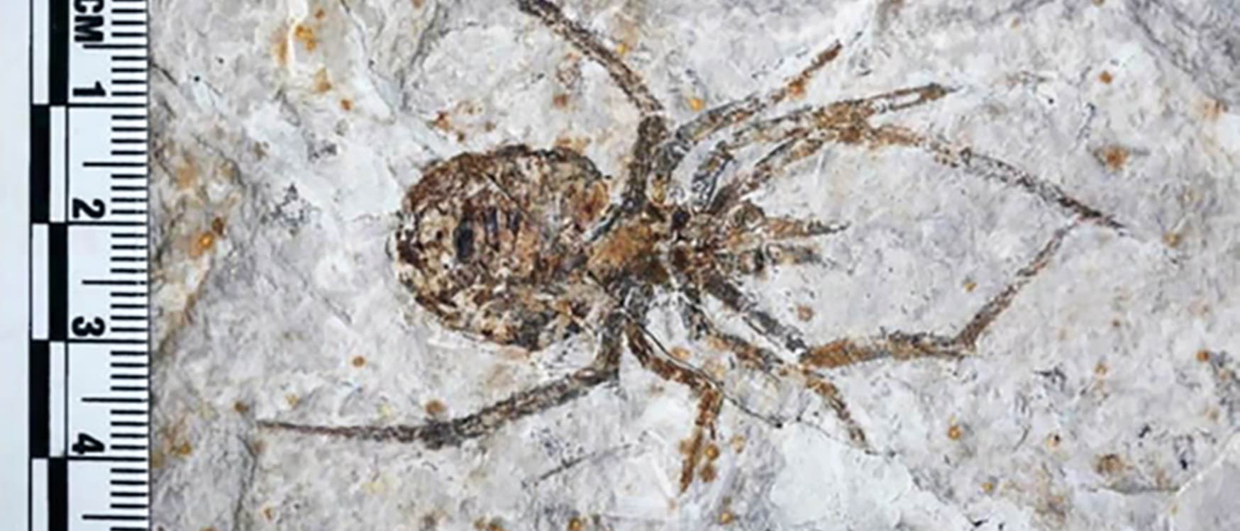 Dies ist keine Spinne. Es ist allerdings auch kein Surrealismus, sondern einfach eine gut gemachte Fälschung, die aussieht wie das Fossil einer Spinne. Dies ist keine Spinne. Es ist allerdings auch kein Surrealismus, sondern einfach eine gut gemachte Fälschung, die aussieht wie das Fossil einer Spinne.