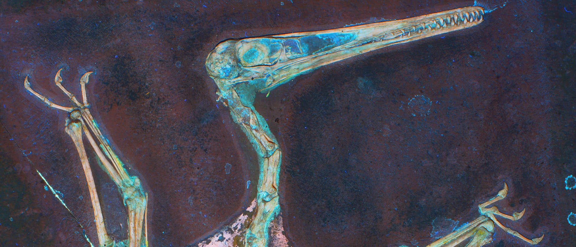Pterodactylus aus dem Solnhofer Plattenkalk