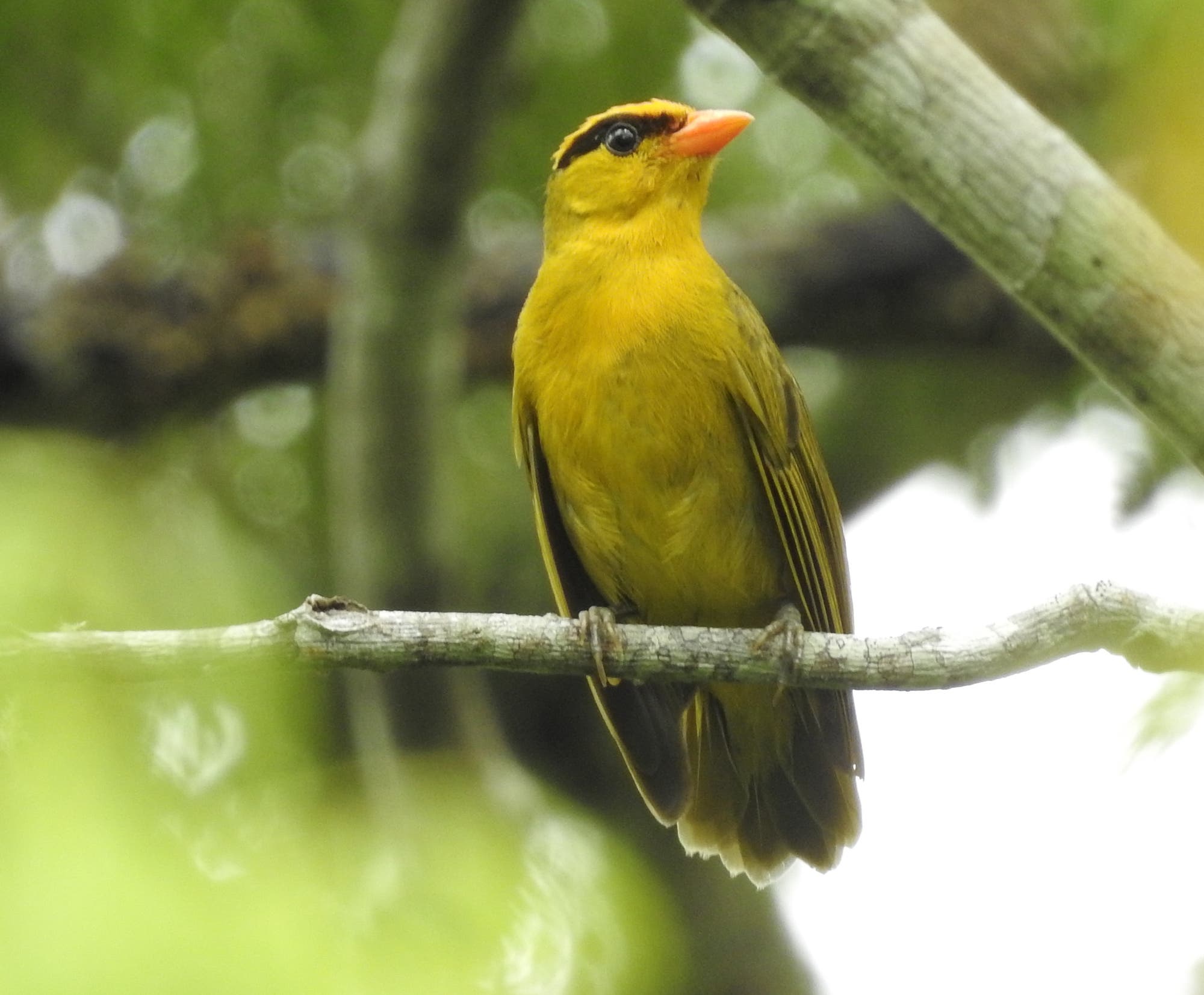 Biodiversidad: «Kill Bill» Redescubriendo las aves: un espectro de la ciencia