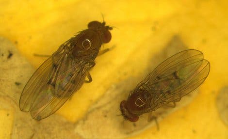 <i>Drosophila subquinaria</i> und <i>D. recens</i>