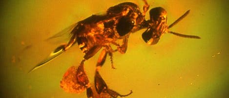 Eine Biene aus der Karibik im Bernstein Eine Biene aus der Karibik im Bernstein