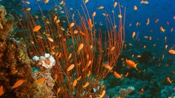 Gesundes Riff im Roten Meer