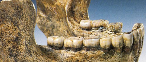 <i>Homo heidelbergensis</i> <i>Homo heidelbergensis</i>