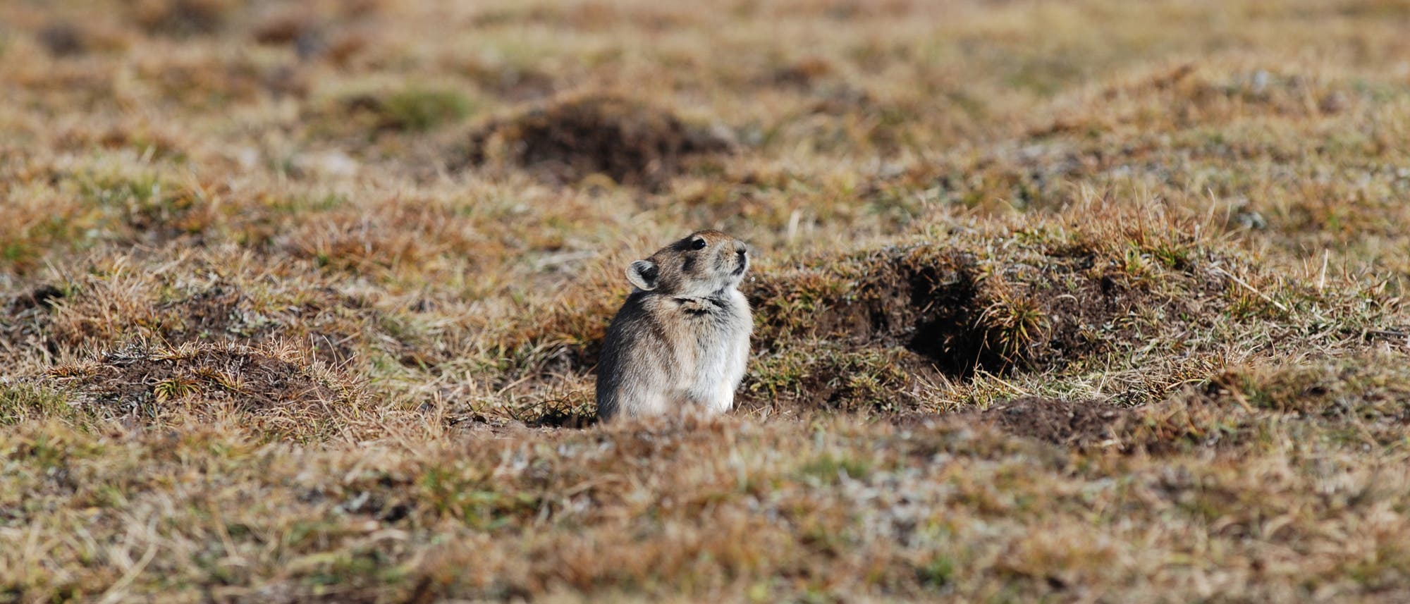 Ein kleines Tier sitzt auf niedrigem braunem Gras und guckt wachsam. Ein kleines Tier sitzt auf niedrigem braunem Gras und guckt wachsam.
