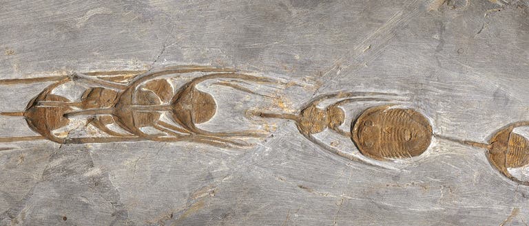 Trilobiten in Reih und Glied, als sie vor 480 Millionen Jahren von Meeressedimenten überdeckt wurden. Trilobiten in Reih und Glied, als sie vor 480 Millionen Jahren von Meeressedimenten überdeckt wurden.