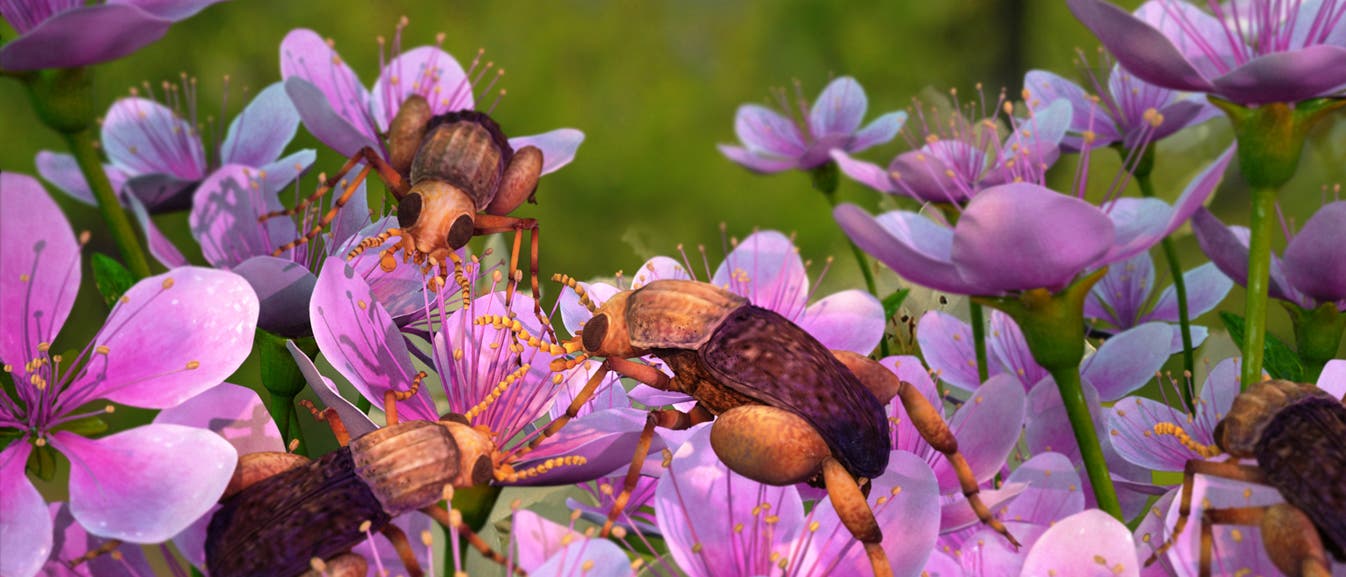 Fröhliche Kreidezeitszene: Insekten auf Bedecktsamern Fröhliche Kreidezeitszene: Insekten auf Bedecktsamern