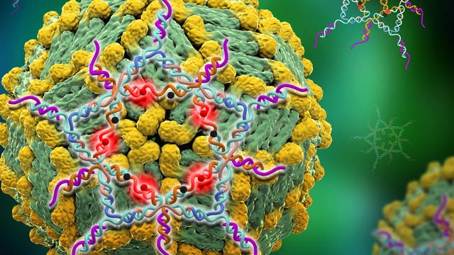 Gebastelter DNA-Stern fängt Viren