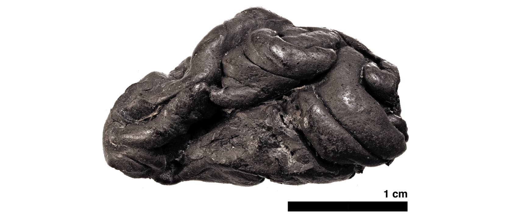 Paläogenetik: Kaugummi Aus Der Jungsteinzeit - Spektrum Der Wissenschaft