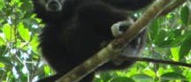 Weißhandgibbon Weißhandgibbon