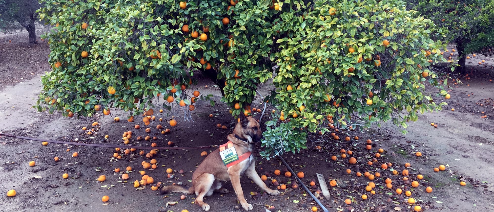 Hund neben krankem Zitrusbaum Hund neben krankem Zitrusbaum