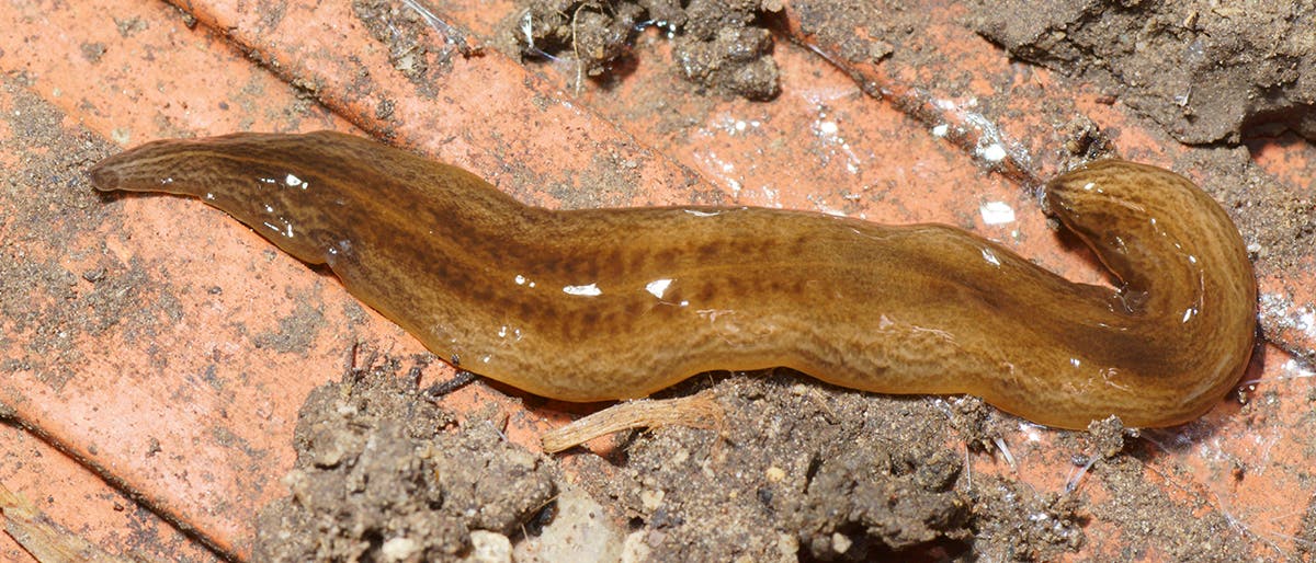 Plattwürmer breiten sich in französischen Gärten aus Plattwürmer breiten sich in französischen Gärten aus